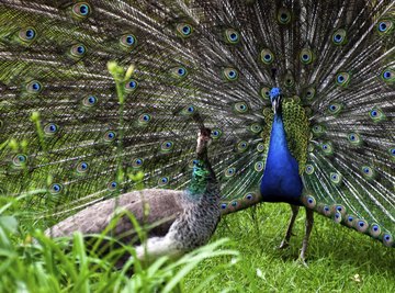 Reproduction Peacock Digital Prints Prints etnacompe