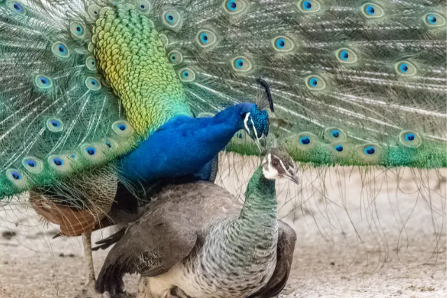 The Majestic Peacock Symbolism Across Cultures