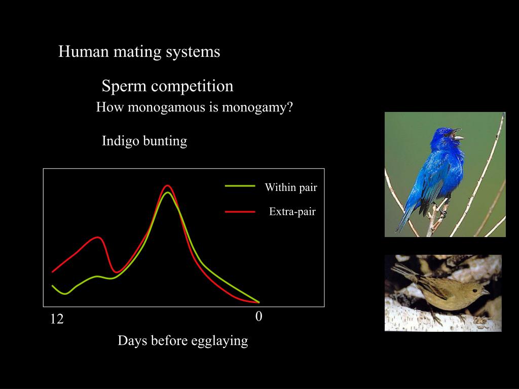 PPT Human Mating Strategies PowerPoint Presentation free download