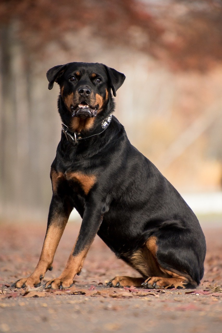 Rottweiler Behavior Your Complete Guide to Real Rottie Behaviors