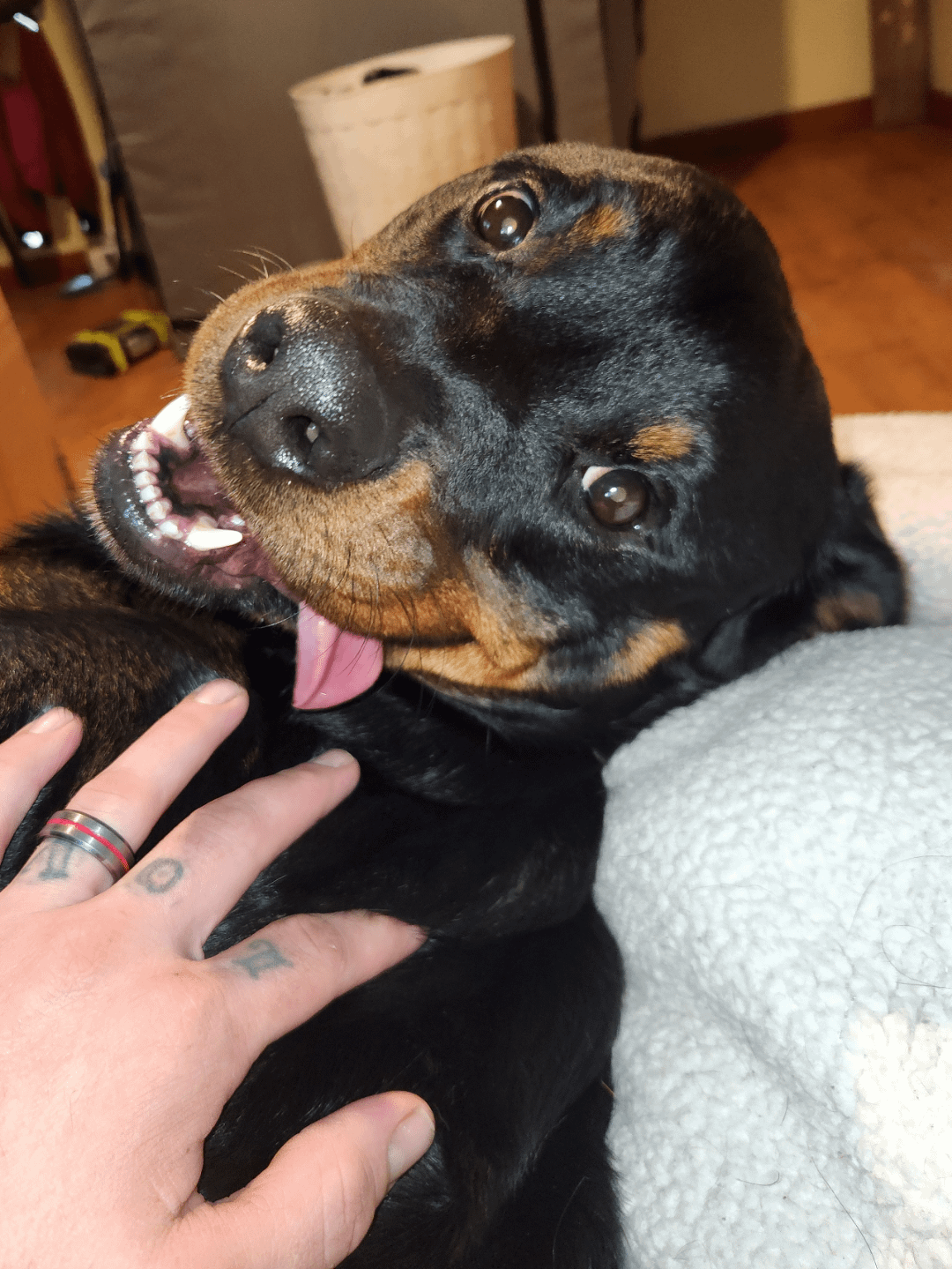 Dexter doing his rottie rumble rRottweiler