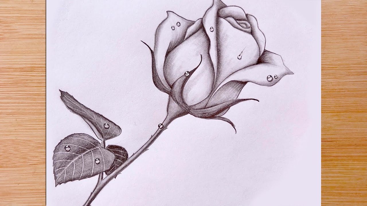 How To Draw a Rose with Water Drops Pencil Sketch YouTube