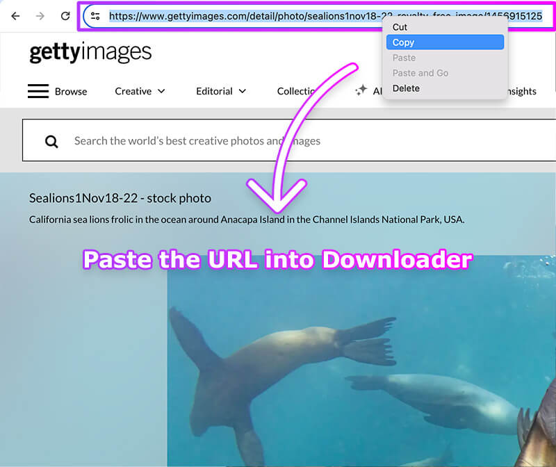 GettyImages Downloader Online Tool for HD Image Download Without