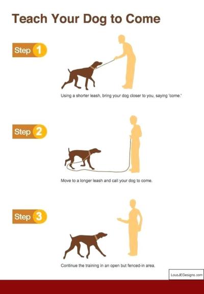 How to Train Your Dog to Follow Attack Commands Safely and Effectively