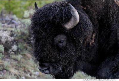 Who Is Rumble the Bison?