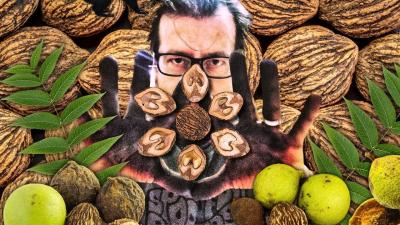 How to Harvest Black Walnuts and Share Your Journey on YouTube