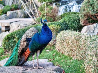 How Do Peacock Birds Get Pregnant? Watch the Video on Dailymotion