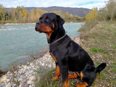 What Is the Rottie Rumble? Exploring Rottweiler Behavior