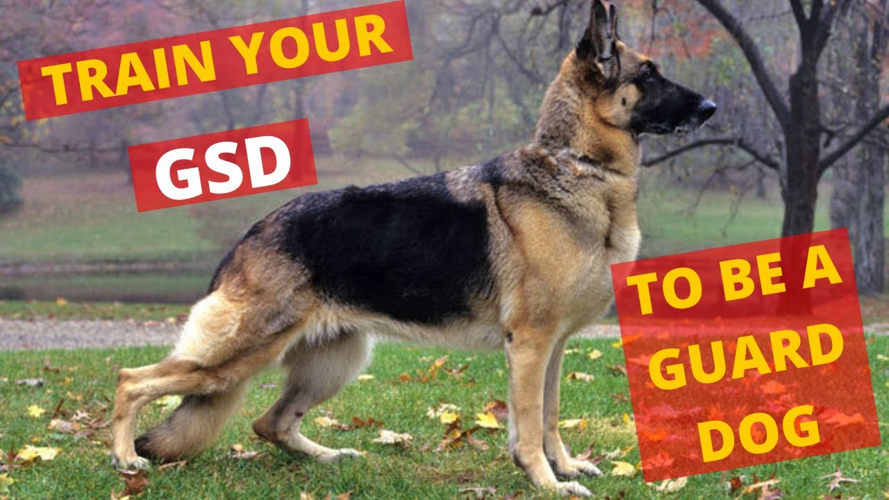 How To Train Your German Shepherd Puppy
