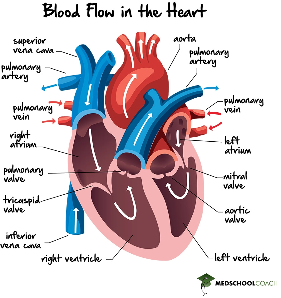 Diagram Pathway Of Blood Flow Chart Blood Flow Cardiovascula