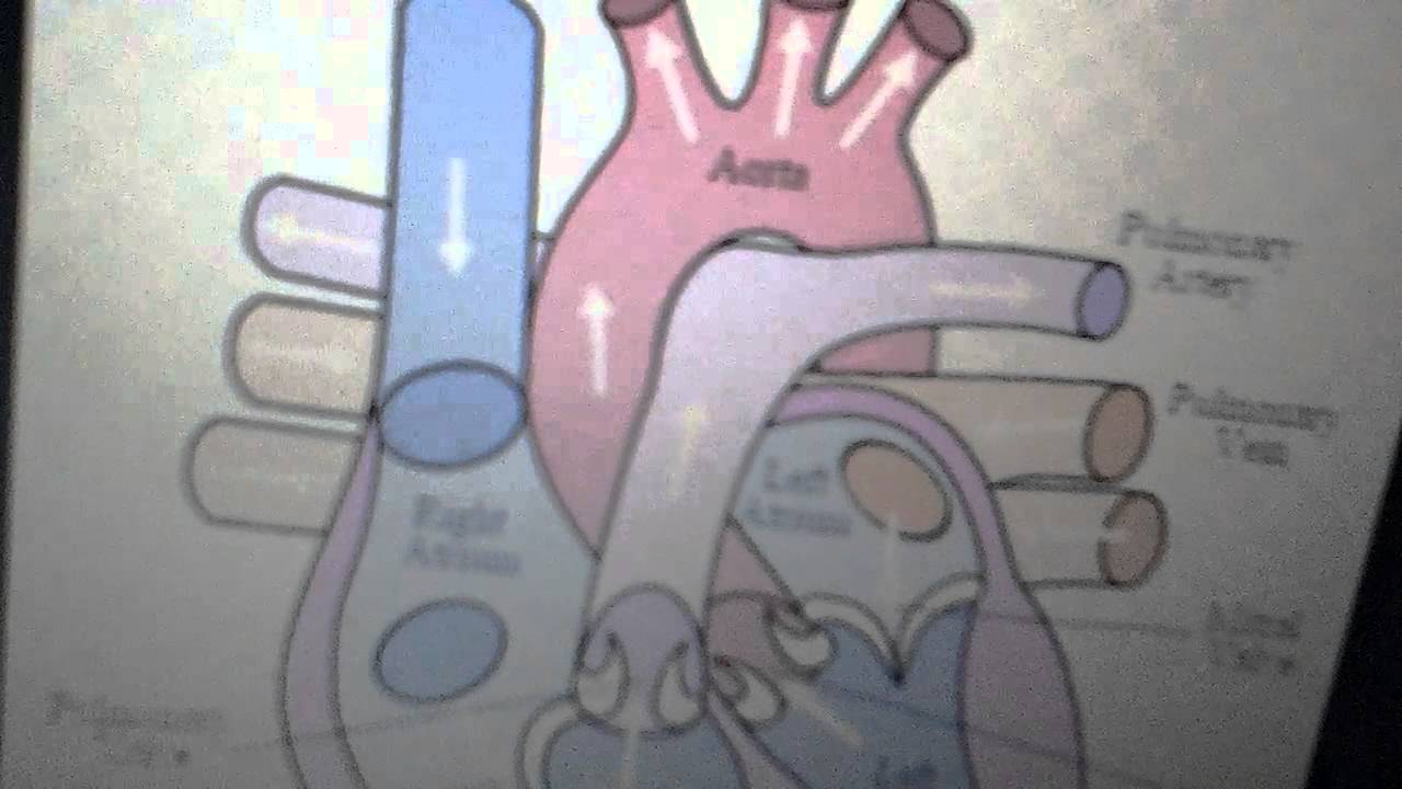 Heart Functioning How the Heart Pump Blood Vessels YouTube