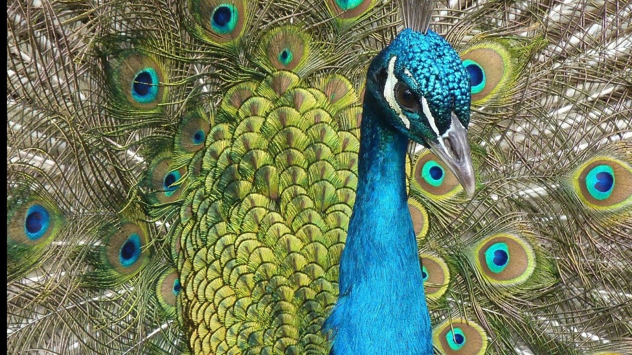 peacock dancing streaming peacock sound best quality