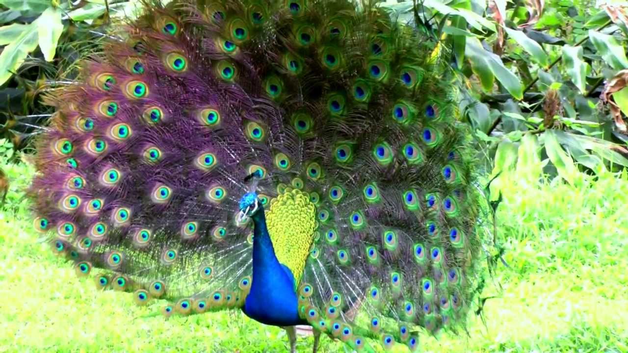 Big Peacock Flashing His Tail Feathers KailuaKona Hawaii HD Video