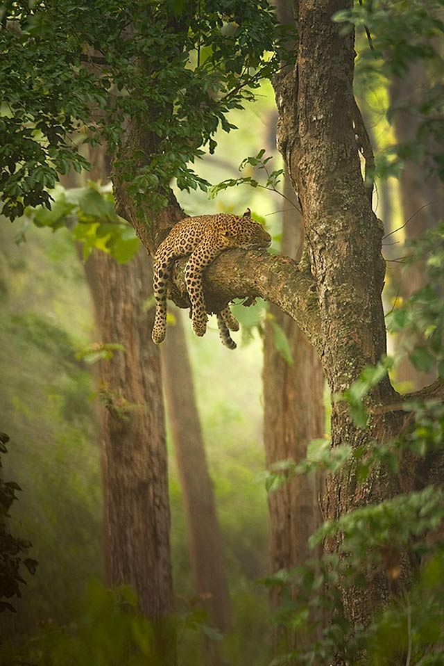 30 Examples of Inspirational Wildlife Photography Nature animals