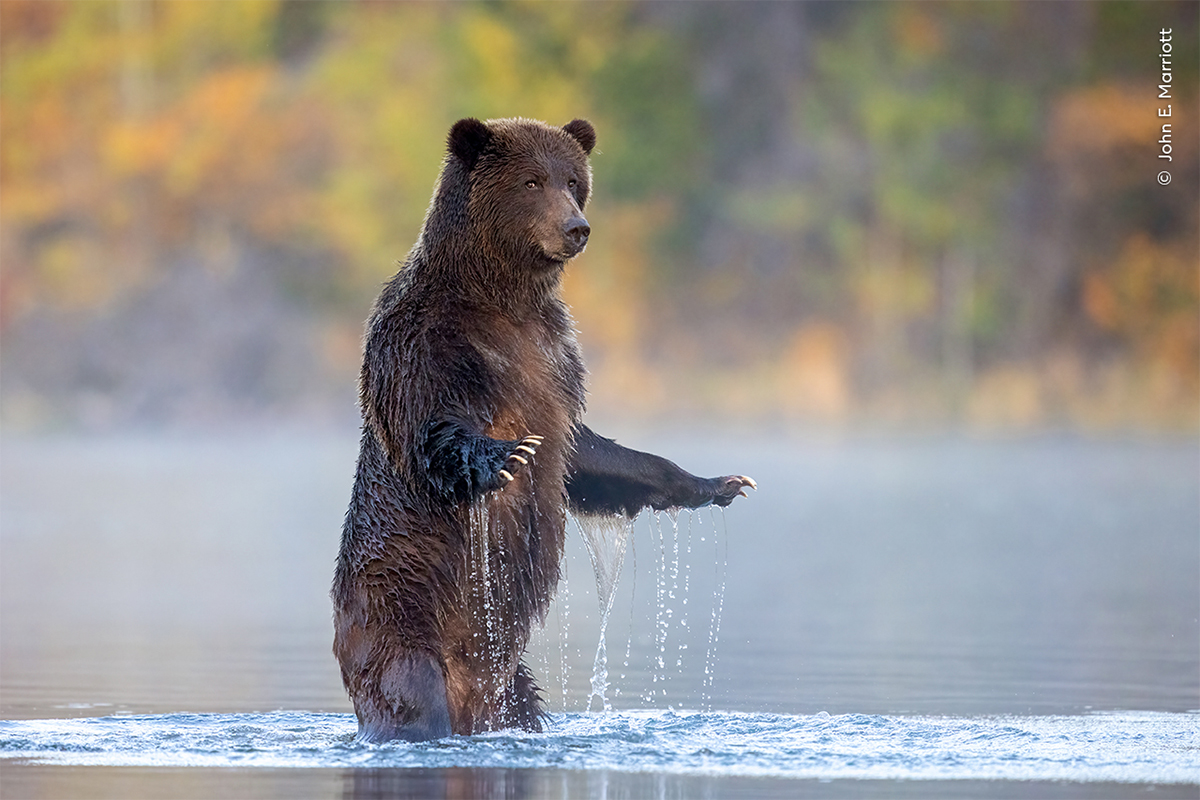 Adorable bizarre and outright stunning The 25 best Wildlife