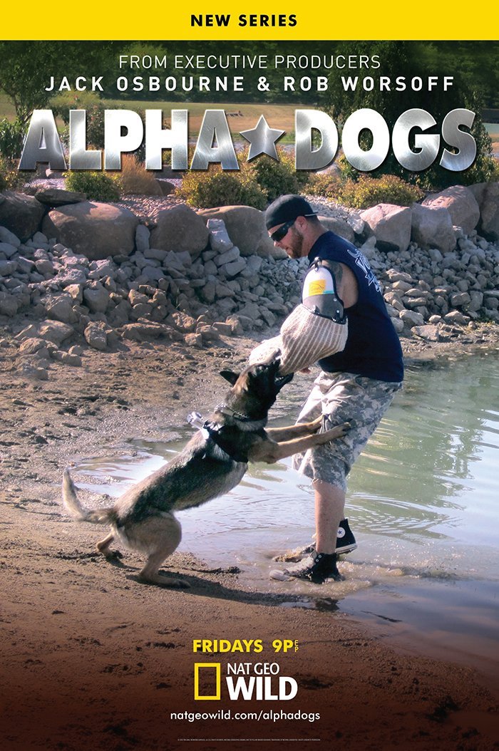 How Do You Train An Alpha Dog
