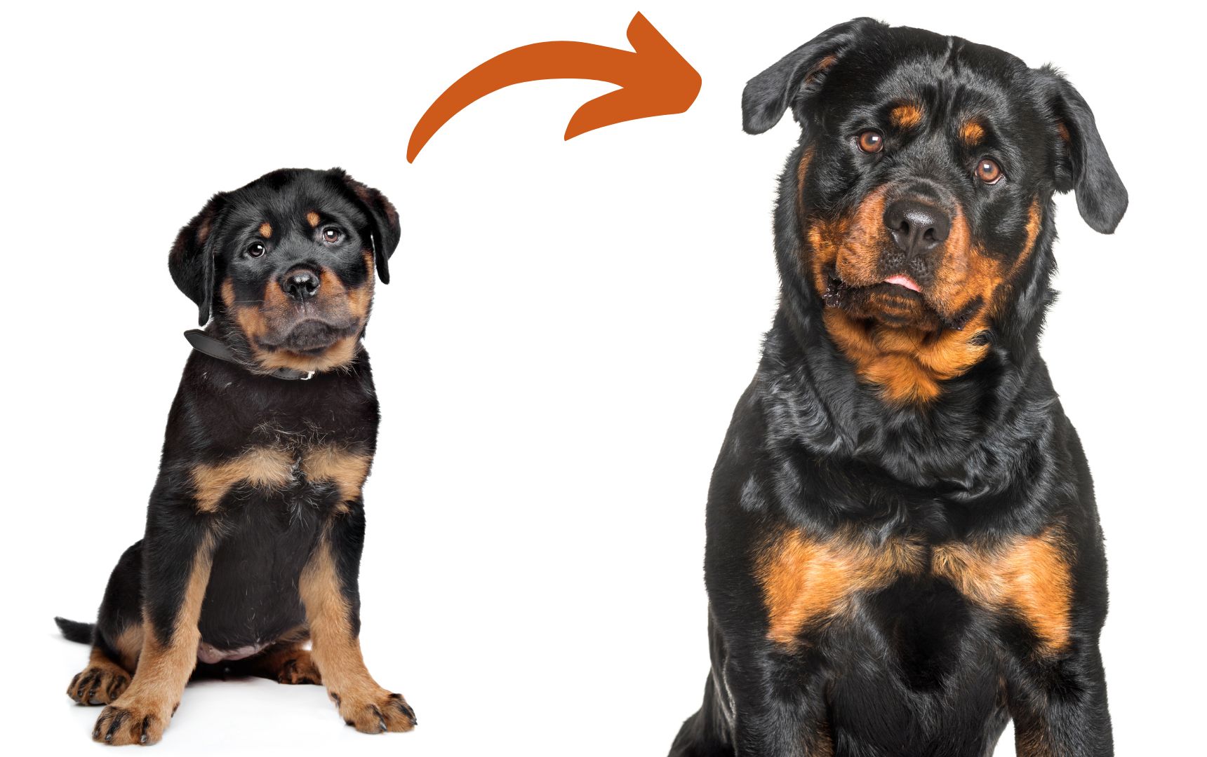 Rottweiler Puppy Feeding Guide peacecommissionkdsggovng