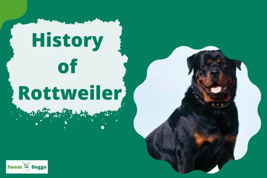 History Of Rottweiler Where How Did This Breed Originate