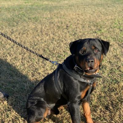 Rumble Rottweiler Alldogs Security