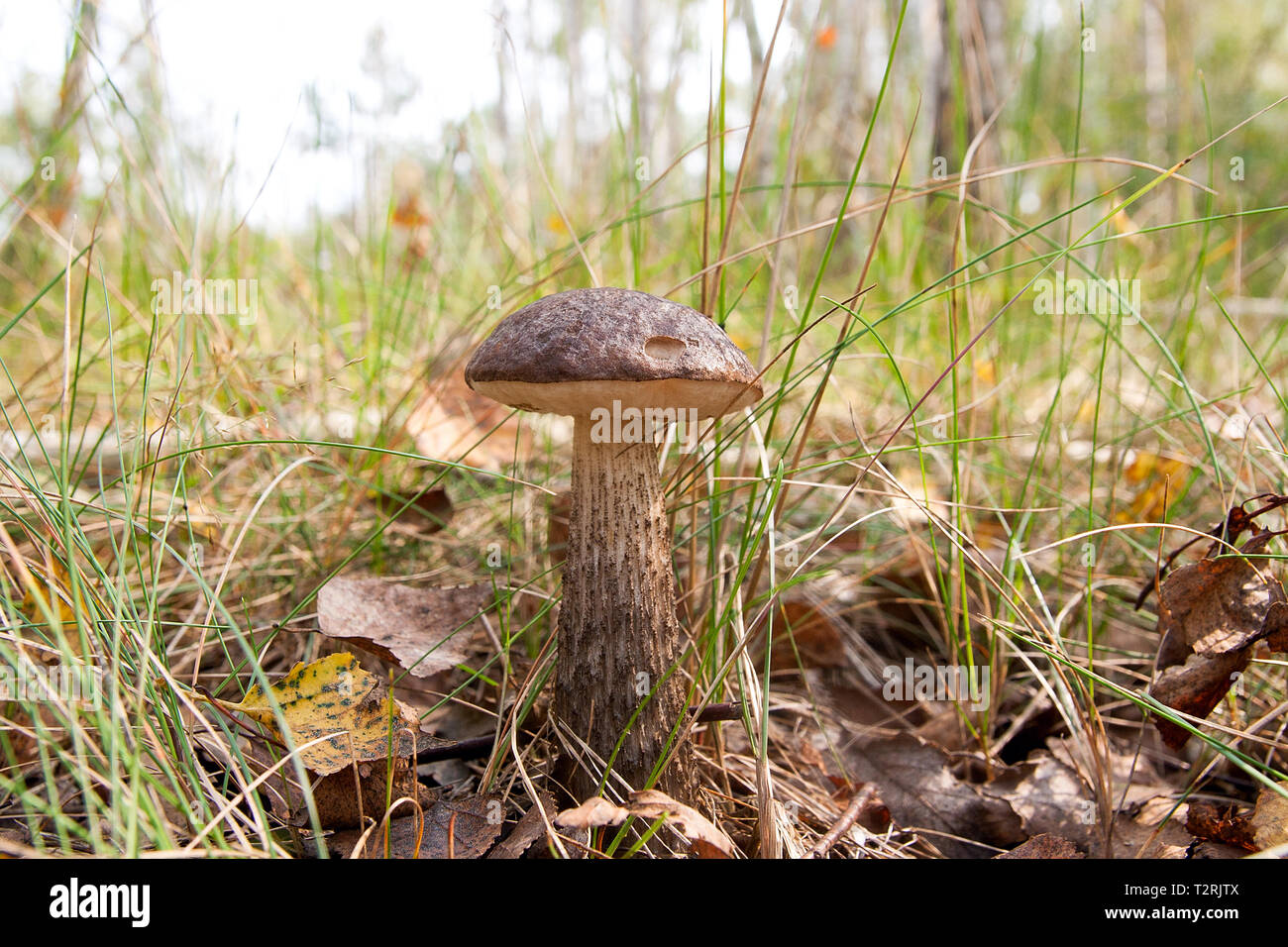 Close up view of edible forest mushroom brown cap boletus growing in