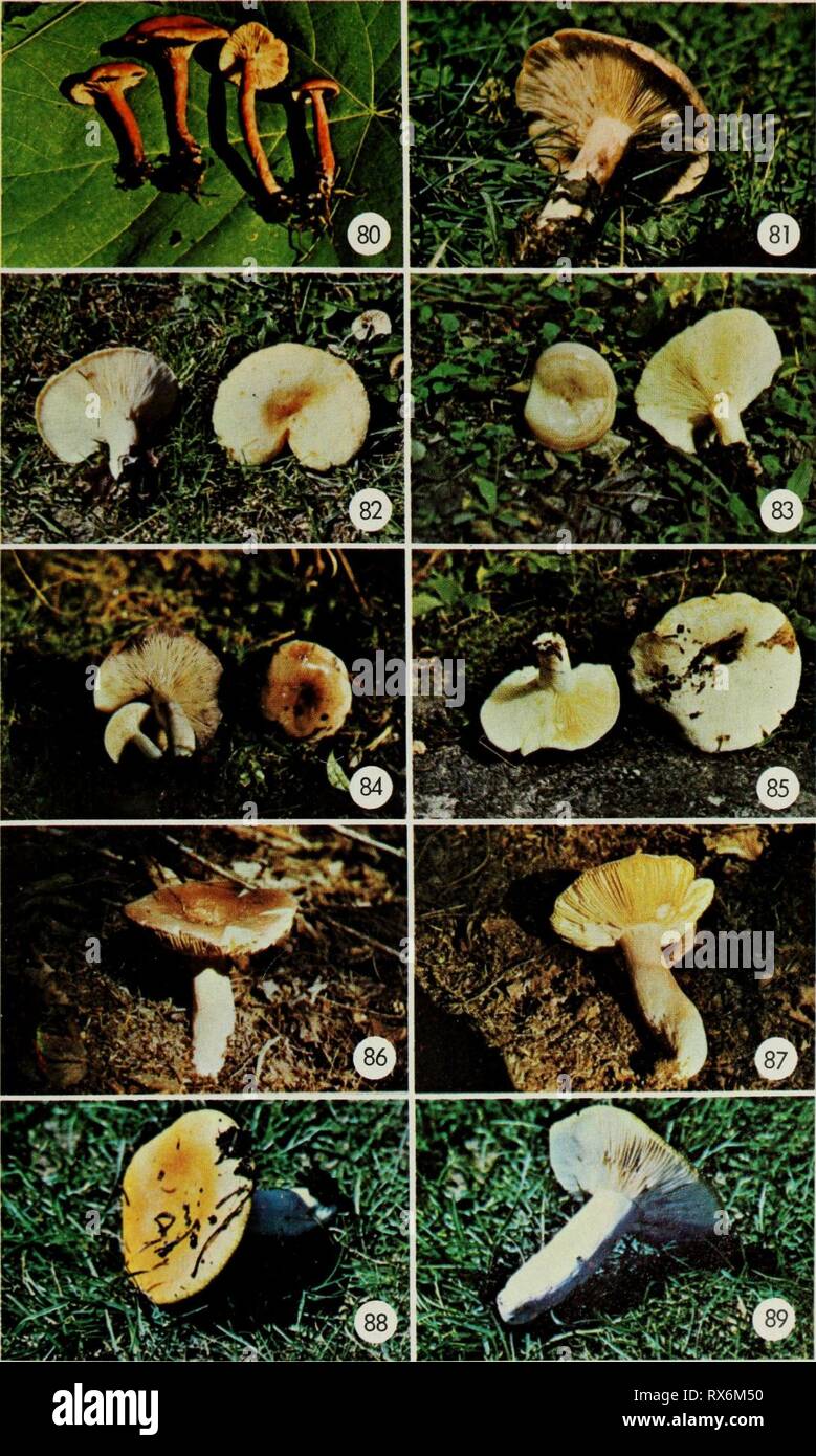 Edible and poisonous mushrooms of Edible and poisonous mushrooms of