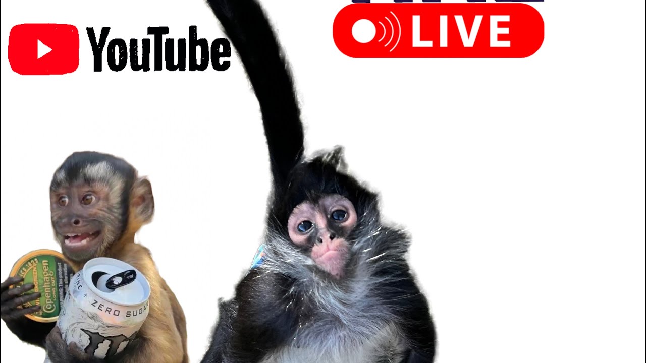 Our Life Adventures is live YouTube