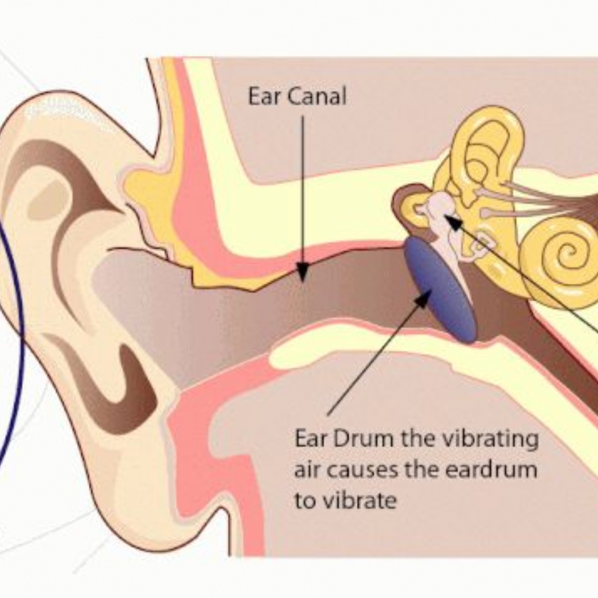 Dorchester Primary How does the ear turn vibrations into sounds we