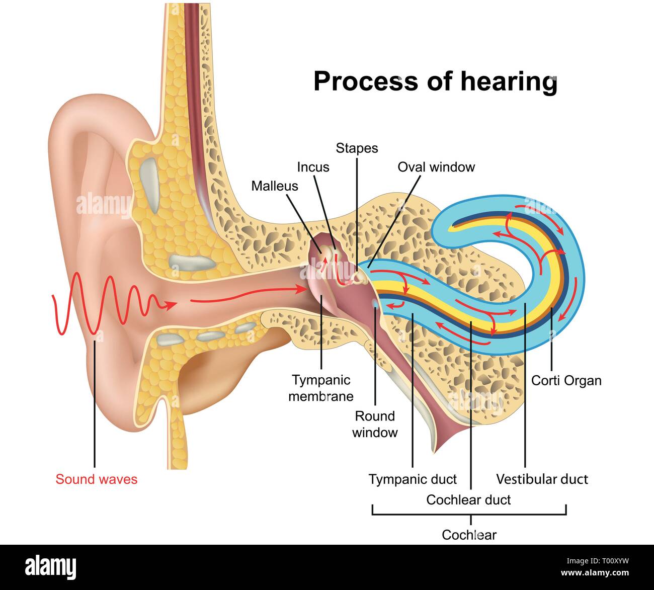 Auditory Nerve Diagram