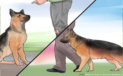 Best Ways to Train German Shepherds for Advanced Commands Using Dailymotion