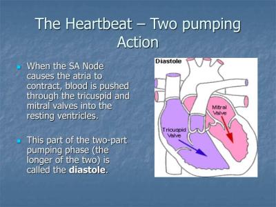 How the Heart Pumps Blood: Educational Content on Dailymotion