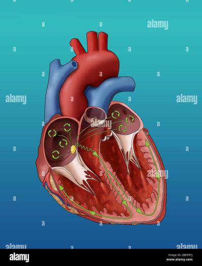 Exploring Atrial Fibrillation Illustrations on VectorStock: What’s Available