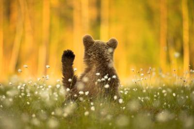 Dive into the Stunning Nature and Wildlife Photography Collection on Imago Images