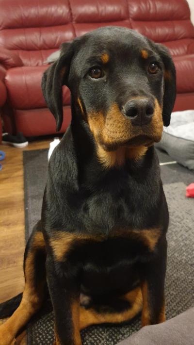 What Is the Rottweiler Rumble? Exploring the Concept and Popularity