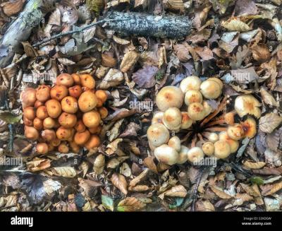 Can You Eat the Mushrooms Featured in Alamy Stock Photos?