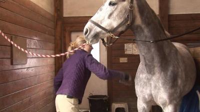 Exploring the Channel ‘A Stable Life’ on YouTube: Insights into Horse Care and More