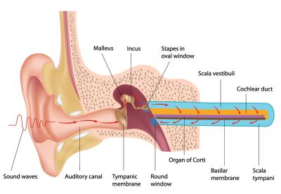 Why Can I Make a Rumbling Sound in My Ears? Causes and Solutions