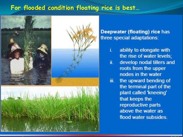 How Does Climate Change Affect Rice Production in Urdu