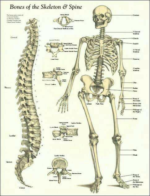How Many Bones in the Foot in Urdu