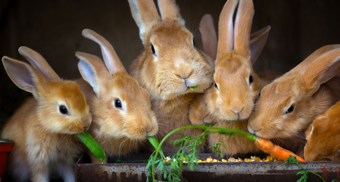 How Many Rabbits Are There in New Zealand in Urdu