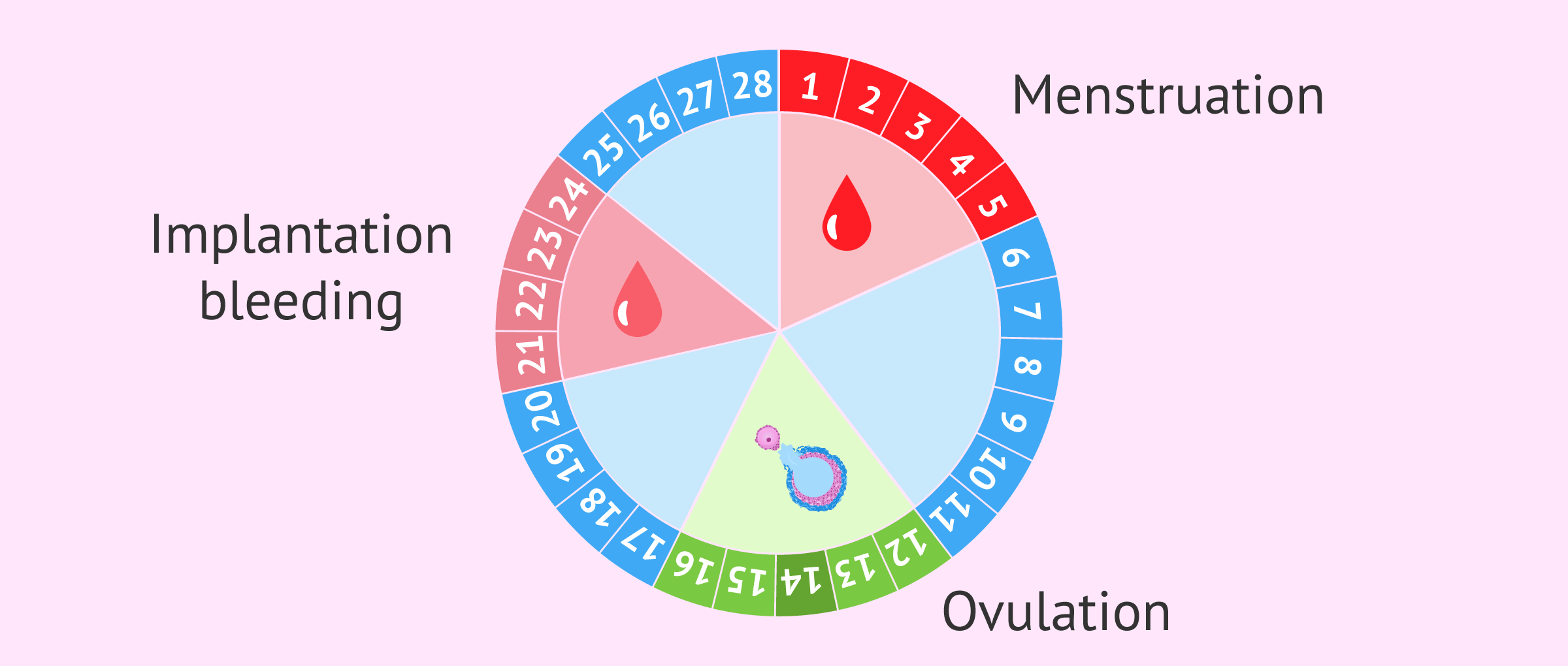 Menstrual Bleeding Vs Implantation Bleeding