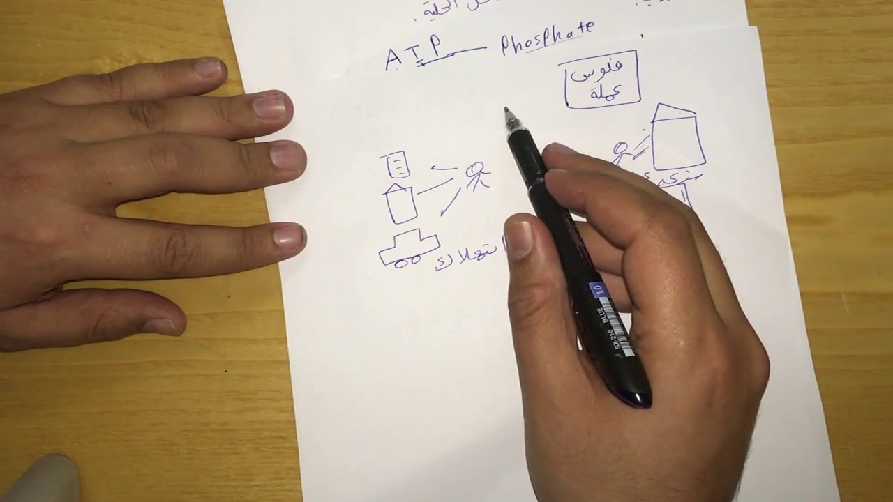 How Many ATP Are Produced in Aerobic Respiration in Urdu
