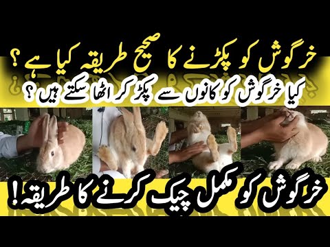 rabbitfarming youtube          youtuber 