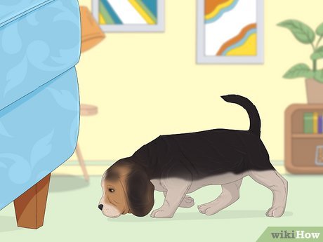 How Do You Potty Train a Puppy in Urdu