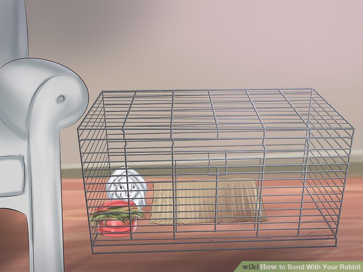 How to Bond With Your Rabbit 14 Steps with Pictures  wikiHow Pet