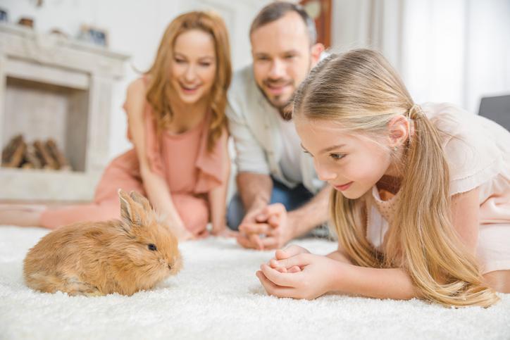 How to Bond with Your Rabbit in Urdu