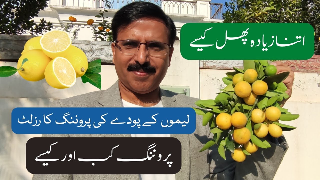 Pruning of Lemon plant When and how         