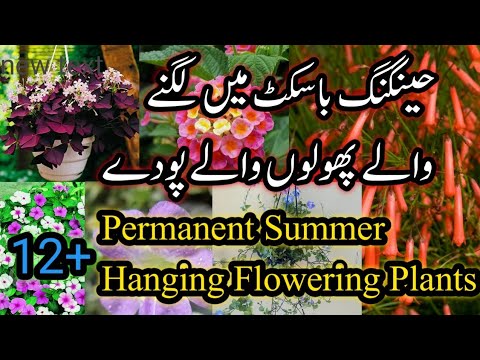 How Can Plants Grow in Urdu