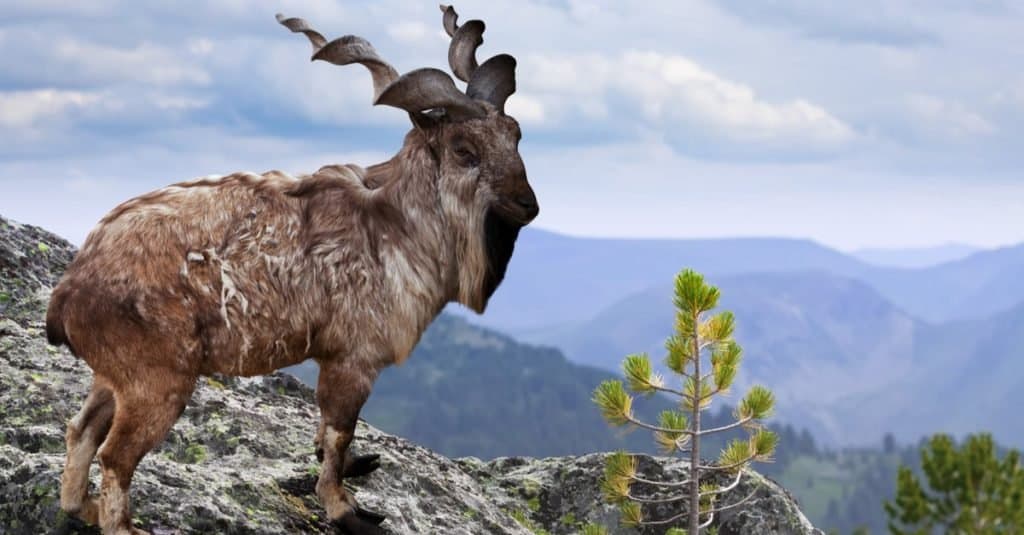 Markhor  AZ Animals