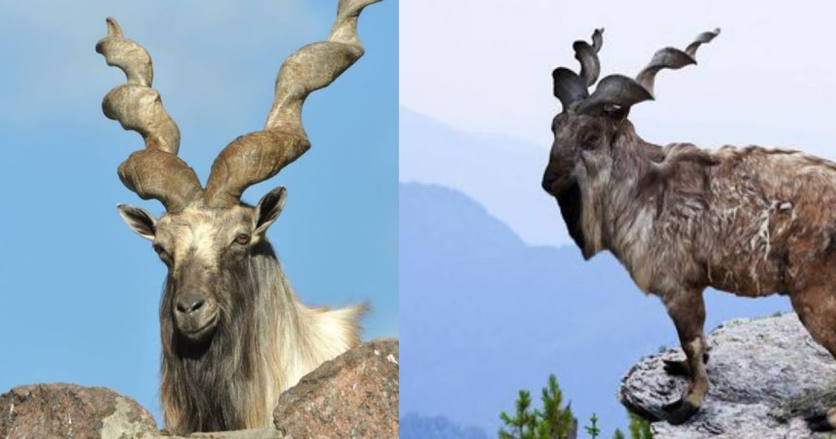 How Many Markhor Are Left in the World in Urdu