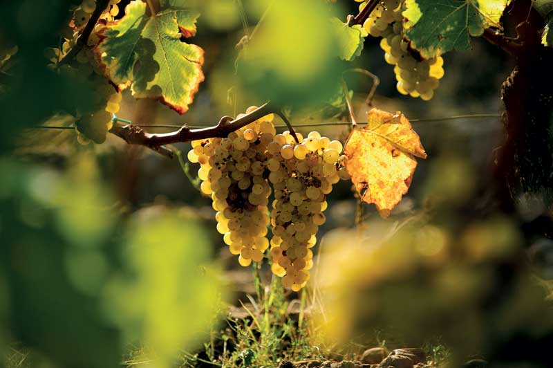 How is Wine Made in France in Urdu